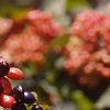Viburnum lantana, fruit