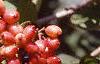 Viburnum lantana, fruit