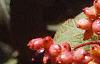 Viburnum lantana, fruit
