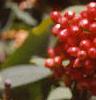 Viburnum lantana, fruit