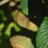 Viburnum lantana 'Macrophyllum', leaves