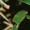 Viburnum lantana 'Macrophyllum', leaves