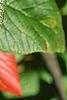 Viburnum lantana 'Macrophyllum', leaves
