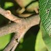 Viburnum lantana 'Macrophyllum', leaves