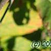 Viburnum lantana 'Macrophyllum', leaves