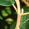 Viburnum lantana 'Macrophyllum', leaves