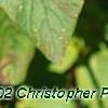 Viburnum lantana 'Macrophyllum', leaves