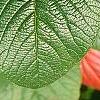 Viburnum lantana 'Macrophyllum', leaves