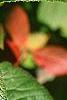 Viburnum lantana 'Macrophyllum', leaves