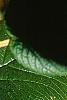Viburnum lantana 'Macrophyllum', leaves