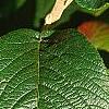 Viburnum lantana 'Macrophyllum', leaves
