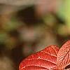 Viburnum lantana 'Macrophyllum', fall color