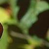 Viburnum lantana 'Macrophyllum', fall color