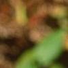Viburnum lantana 'Macrophyllum', fall color