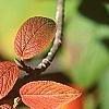 Viburnum lantana 'Macrophyllum', fall color