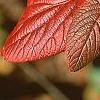 Viburnum lantana 'Macrophyllum', fall color