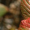 Viburnum lantana 'Macrophyllum', fall color