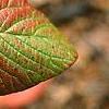 Viburnum lantana 'Macrophyllum', fall color