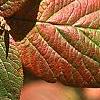 Viburnum lantana 'Macrophyllum', fall color