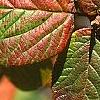 Viburnum lantana 'Macrophyllum', fall color