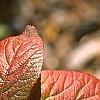 Viburnum lantana 'Macrophyllum', fall color