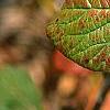 Viburnum lantana 'Macrophyllum', fall color