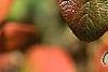 Viburnum lantana 'Macrophyllum', fall color