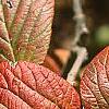 Viburnum lantana 'Macrophyllum', fall color