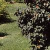 Viburnum lantana 'Mohican', habit