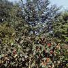 Viburnum lantana 'Mohican', habit