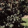 Viburnum lantana 'Mohican', habit