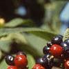 Viburnum lantana 'Mohican', fruit