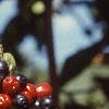 Viburnum lantana 'Mohican', fruit