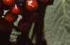Viburnum lantana 'Mohican', fruit