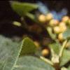 Viburnum lantana 'Mohican', fruit