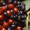 Viburnum lantana 'Mohican', fruit