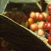 Viburnum lantana 'Mohican', fruit