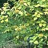 Viburnum lantana var. variegatum, habit