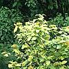 Viburnum lantana var. variegatum, habit