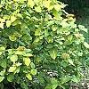 Viburnum lantana var. variegatum, habit