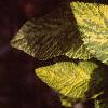 Viburnum lantana var. variegatum, leaves