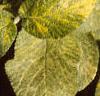 Viburnum lantana var. variegatum, leaves