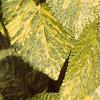 Viburnum lantana var. variegatum, leaves
