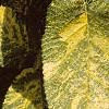Viburnum lantana var. variegatum, leaves