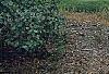 Viburnum lentago, habit