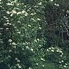 Viburnum lentago, habit