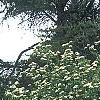 Viburnum lentago, habit