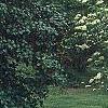 Viburnum lentago, habit