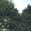Viburnum lentago, habit