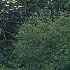 Viburnum lentago, habit